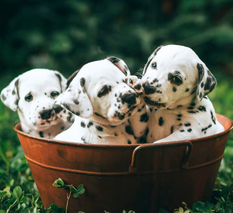 three puppies in a bucket