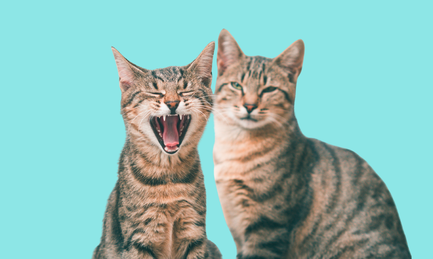 cats looking at each other